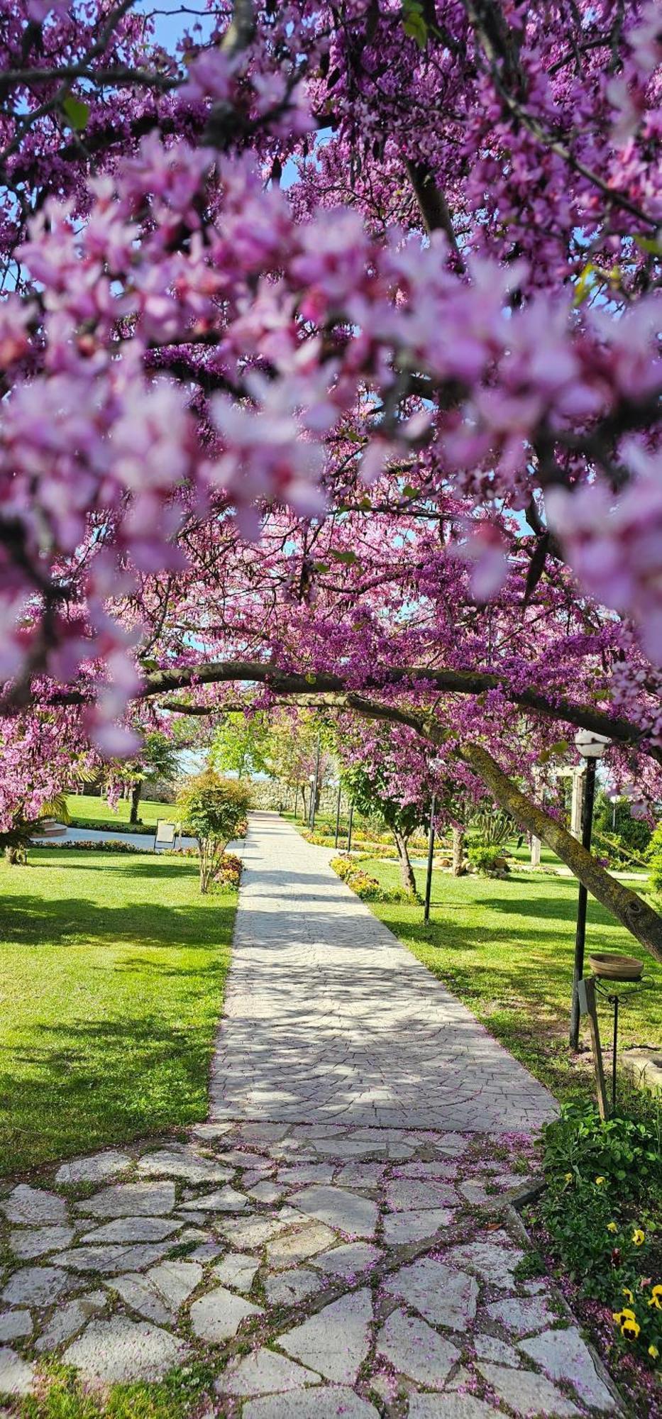 Green Park Divjake Bagian luar foto